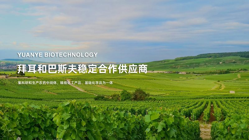 定制分子生物学检测试剂盒：精准科研的得力助手**